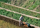 La Gomera, Rafael bestellt sein Terrassenfeld in Alajero : Bauer, pflügen